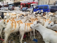أسعار الأضاحي تخطف فرحة العيد